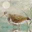 Picture of SAND PIPER II