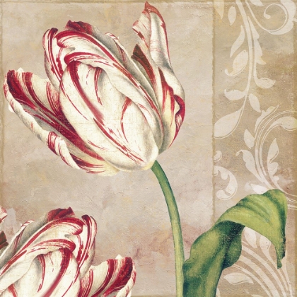 Picture of PEPPERMINT TULIPS I