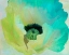 Picture of POPPY GRADIENT I
