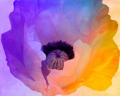 Picture of POPPY GRADIENT III