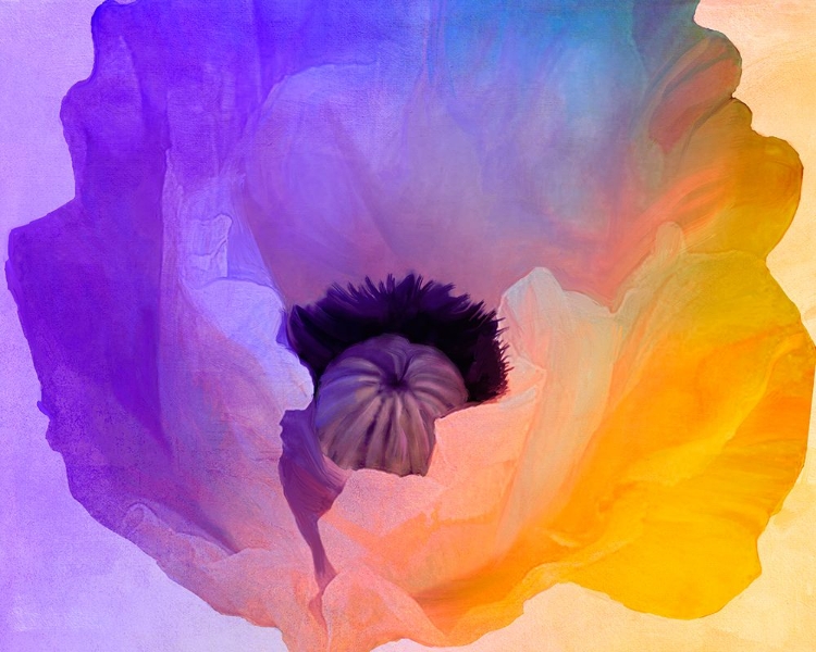 Picture of POPPY GRADIENT III
