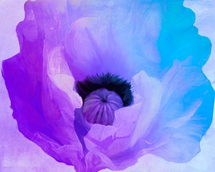 Picture of POPPY GRADIENT IV