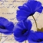 Picture of COQUELICOTS BLEUES I