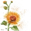 Picture of ARIANNA SUNFLOWERS I - WHITE