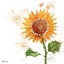 Picture of ARIANNA SUNFLOWERS III - WHITE