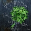 Picture of PROVINCIAL HERBS II
