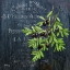 Picture of PROVINCIAL HERBS VI