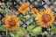 Picture of ARIANNA SUNFLOWERS HORIZONTAL - MOROCCAN