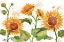 Picture of ARIANNA SUNFLOWERS HORIZONTAL - WHITE