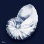 Picture of GRENADA SHELLS I - MIDNIGHT