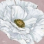 Picture of FLORAL BLOOM II - PINK