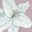 Picture of FLORAL BLOOM VI - PINK