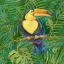 Picture of AMAZON BIRDS II