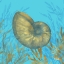 Picture of CEDAR KEY SEALIFE IV