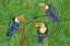 Picture of AMAZON BIRDS HORIZONTAL