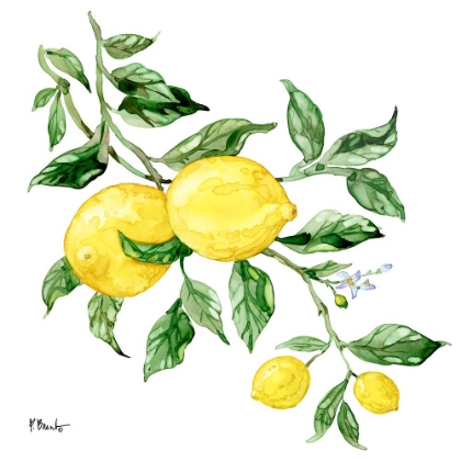 Picture of SICILIAN LEMONS I