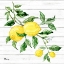 Picture of SICILIAN LEMONS I - WOOD