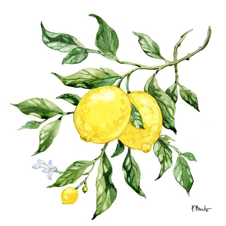 Picture of SICILIAN LEMONS II