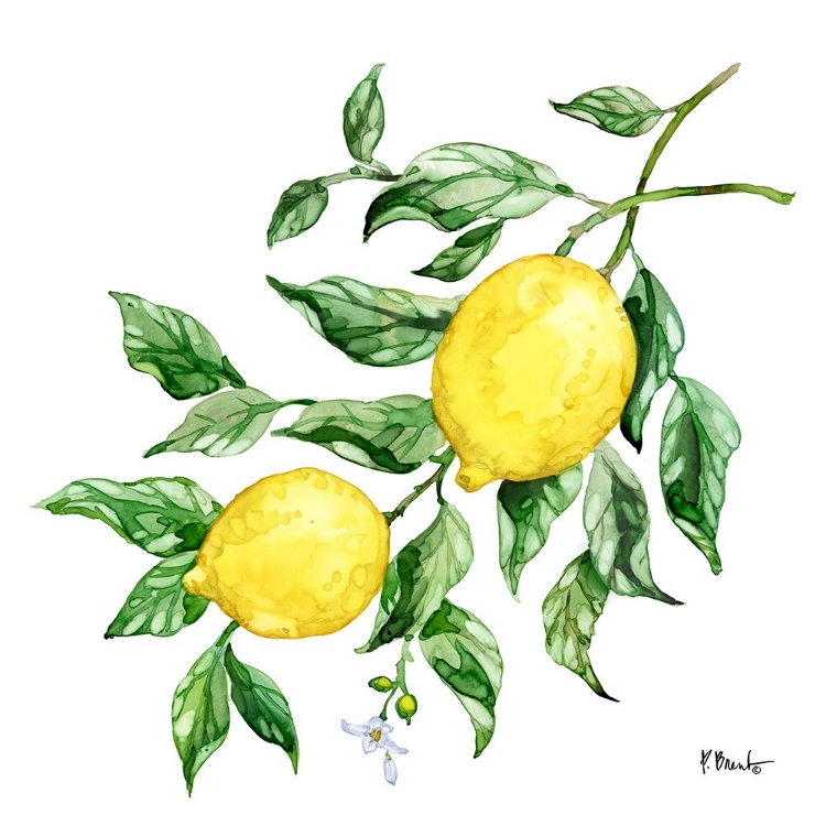 Picture of SICILIAN LEMONS IV