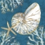 Picture of PLAYA SHELLS IV - INDIGO