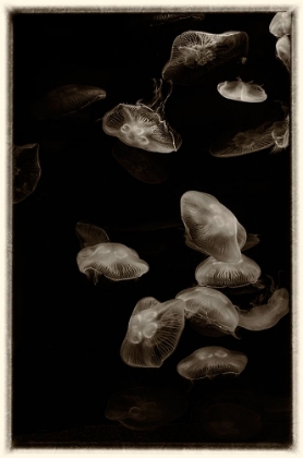 Picture of ANTIQUE JELLIES 1