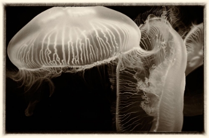 Picture of ANTIQUE JELLIES 2