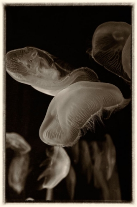 Picture of ANTIQUE JELLIES 3
