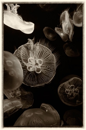Picture of ANTIQUE JELLIES 4