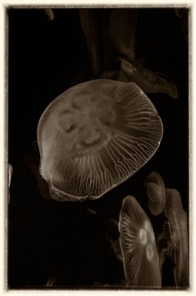 Picture of ANTIQUE JELLIES 5