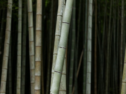Picture of BAMBOO