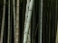 Picture of BAMBOO