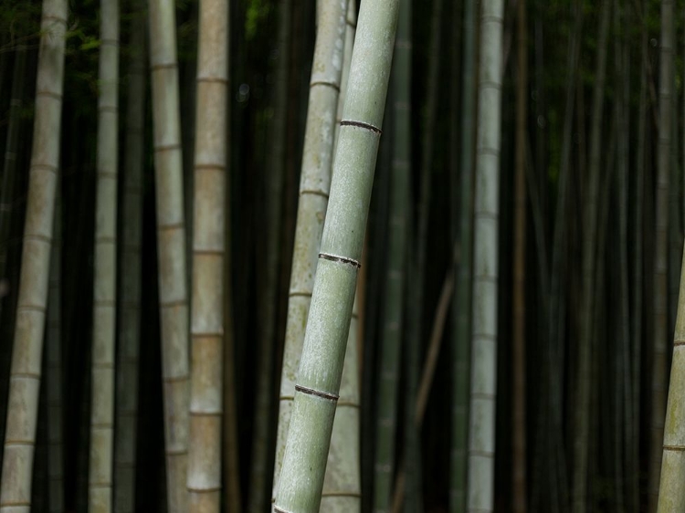 Picture of BAMBOO