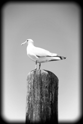 Picture of BEACH 27 BW HOLGA