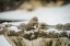 Picture of BIRD 12