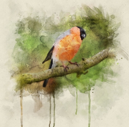 Picture of BIRD 2 WATERCOLOR