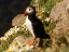 Picture of BIRD 32