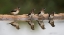 Picture of BIRD 33