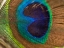 Picture of BIRD 43