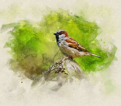 Picture of BIRD 5 WATERCOLOR