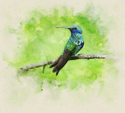 Picture of BIRD 6 WATERCOLOR