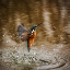 Picture of BIRD 8