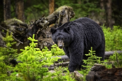 Picture of BLACK BEAR