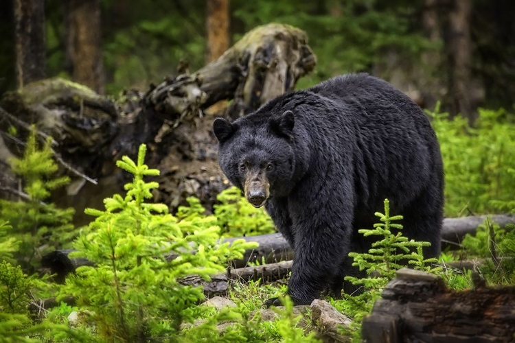 Picture of BLACK BEAR