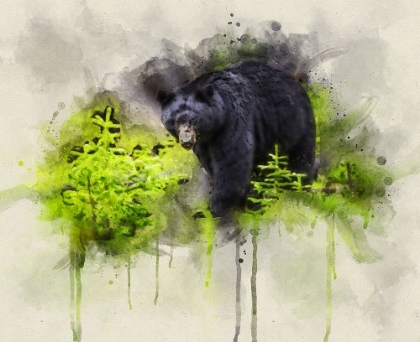 Picture of BLACK BEAR WATERCOLOR
