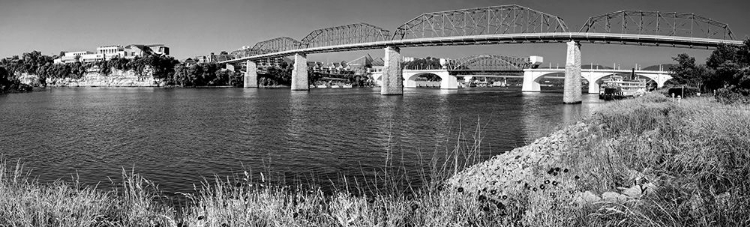 Picture of BRIDGE POPPIES BW