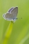 Picture of BUTTERFLY 1