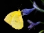 Picture of BUTTERFLY 11