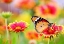 Picture of BUTTERFLY 6