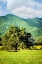 Picture of CADES COVE TREE