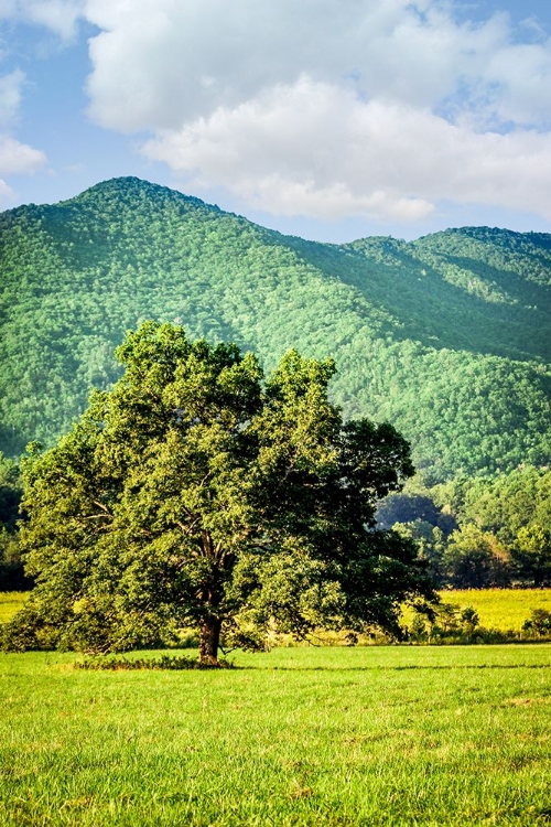 Picture of CADES COVE TREE